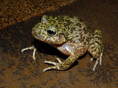 Tarahumara Barking Frog photo 3