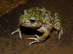 Tarahumara Barking Frog photo 4