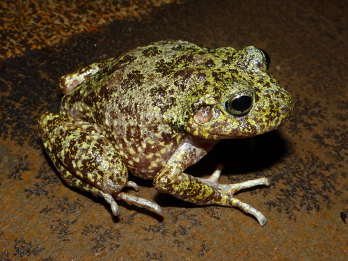 Tarahumara Barking Frog