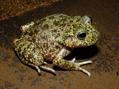 Tarahumara Barking Frog photo 5