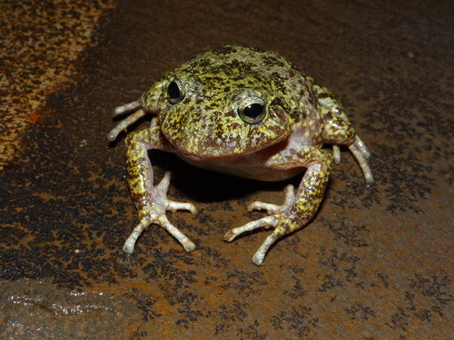 Tarahumara Barking Frog