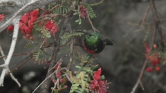 Cinnyris chalybeus albilateralis
