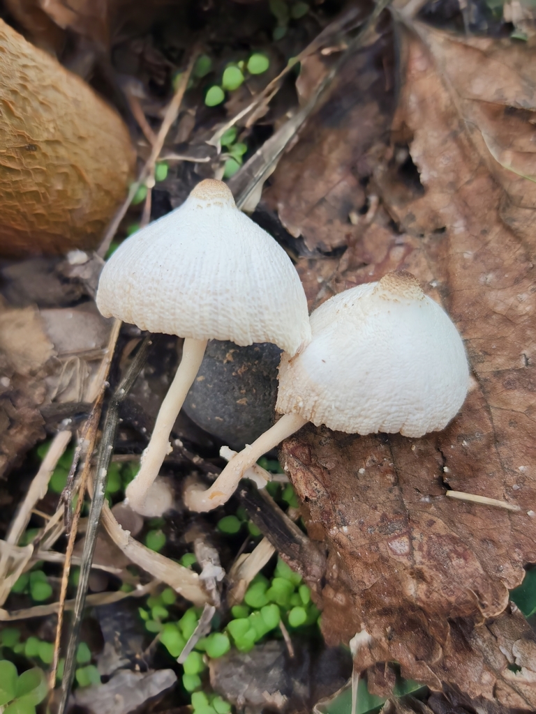 Leucocoprinus cepistipes · April 2023 · photo: © soolquipildor (iNaturalist, cc-by)