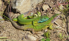Lacerta viridis viridis
