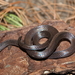Highland Earth Snake - Photo (c) Esaú Valdenegro-Brito, some rights reserved (CC BY-NC-SA), uploaded by Esaú Valdenegro-Brito
