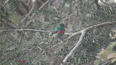 Cinnyris chalybeus albilateralis