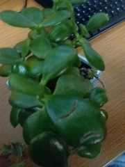 Magnoliopsida