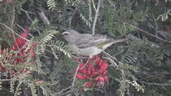 Crithagra albogularis