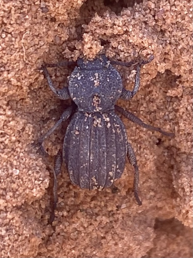 Trogloderus skillmani