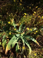 Ammocharis longifolia