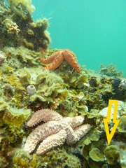 Lobophora variegata