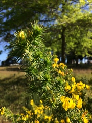 Aspalathus astroites