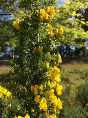 Aspalathus astroites