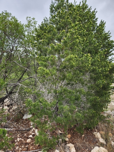 Image of Pinus remota by (c) Jo Roberts, some rights reserved (CC BY)