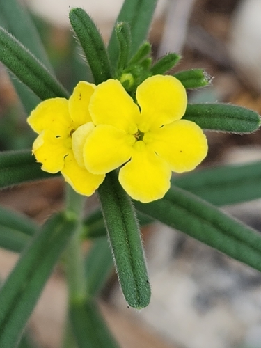 Image of Lithospermum mirabile by (c) Jo Roberts, some rights reserved (CC BY)