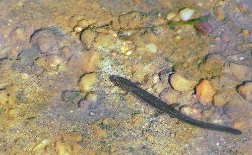 Northern Two-lined Salamander