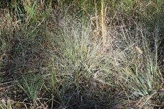 Eragrostis elliottii