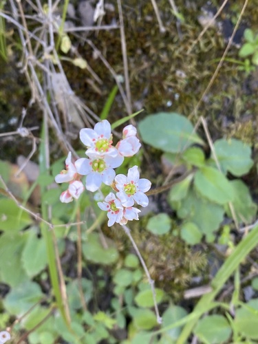 iNaturalist observation photo of California Saxifrage