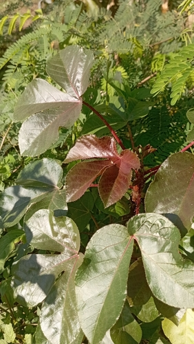 Jatropha gossypiifolia