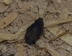 Corydiidae