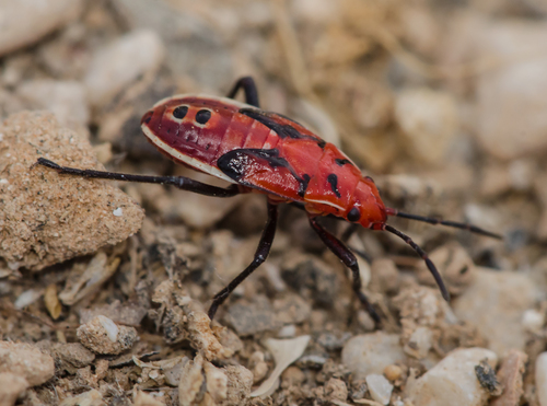 Spilostethus longulus