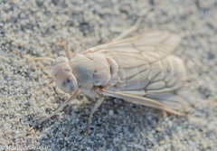 Adersia