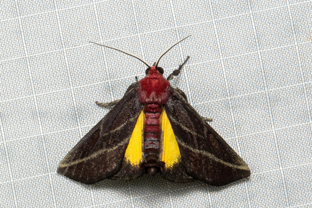 Toccolosida rubriceps