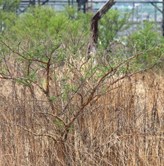 Vachellia sieberiana