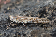 Schistocerca gregaria