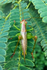 Orchelimum silvaticum