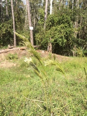 Aristida spiciformis