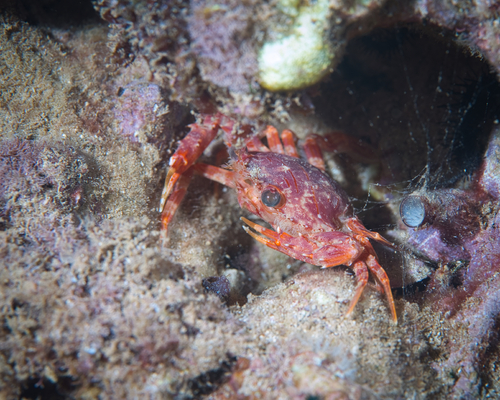 Lupocyclus quinquedentatus, 2023-04-06