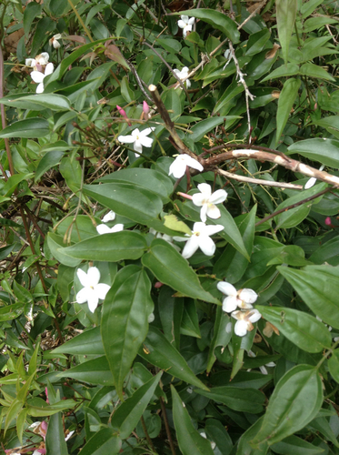 Jasminum polyanthum