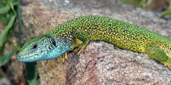 Lacerta viridis viridis
