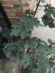 Ficus carica