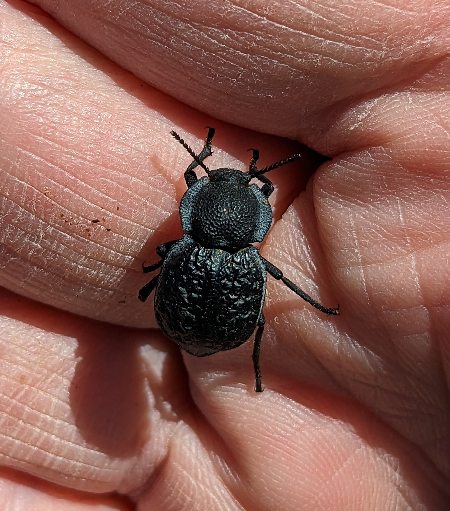 Haplotrinchus Inaequalis Microschatia inaequalis from Homeland, CA 92548, USA on April 9, 2023 ...