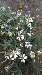 Phymaspermum