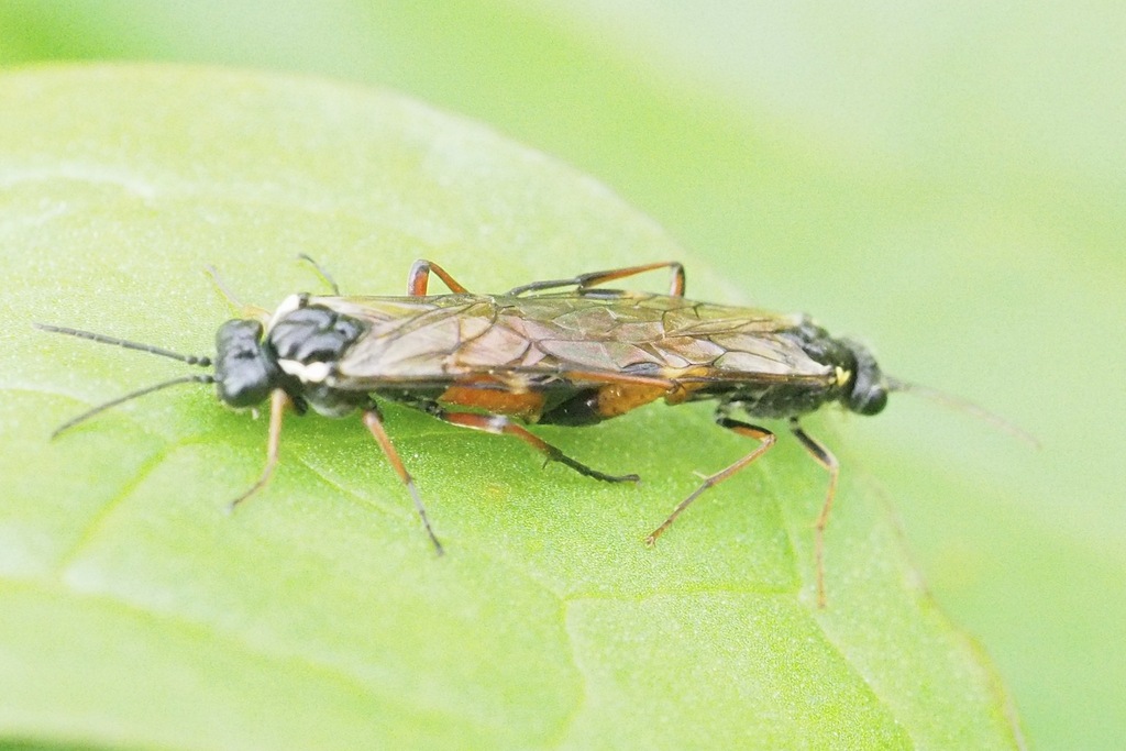 Red-belted Cleaver, photo 1 of 10