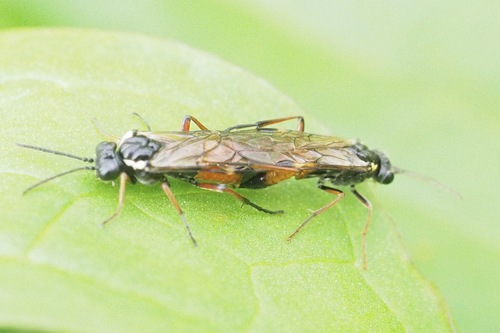 Red-belted Cleaver