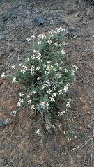 Phymaspermum