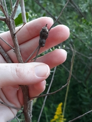 Neolasioptera lathami