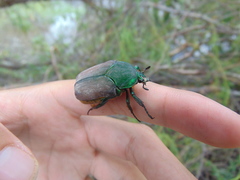 Cotinis laticornis
