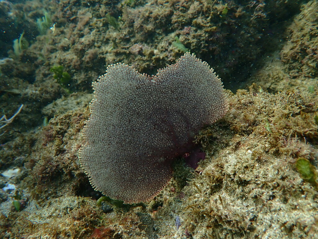 Pacifigorgia adamsii