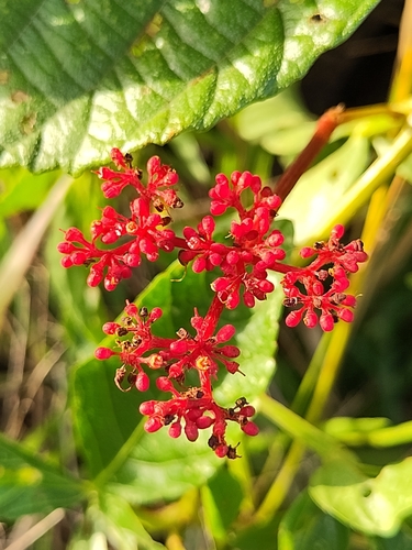 Cissus erosa