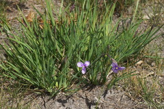 Patersonia occidentalis occidentalis