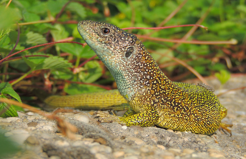 Green Lizard, photo 3 of 8
