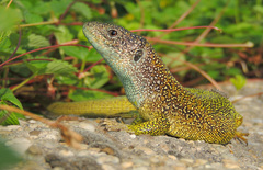 Lacerta viridis viridis