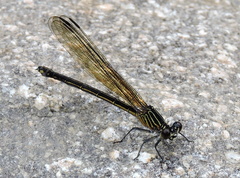 Euphaea ochracea