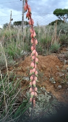 Gasteria bicolor