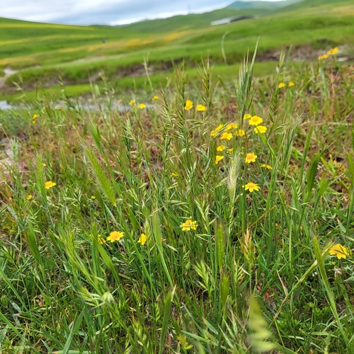 Festuca microstachys